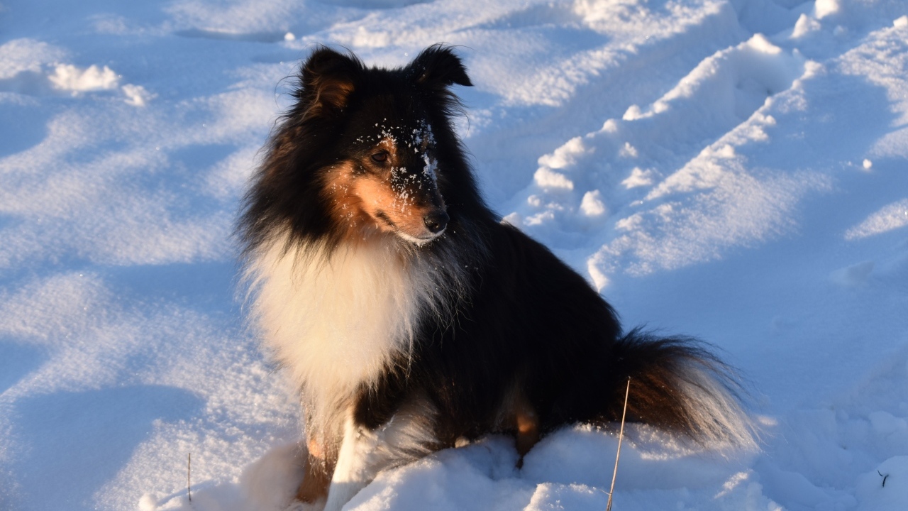 Собака породы шелти сидит на снегу