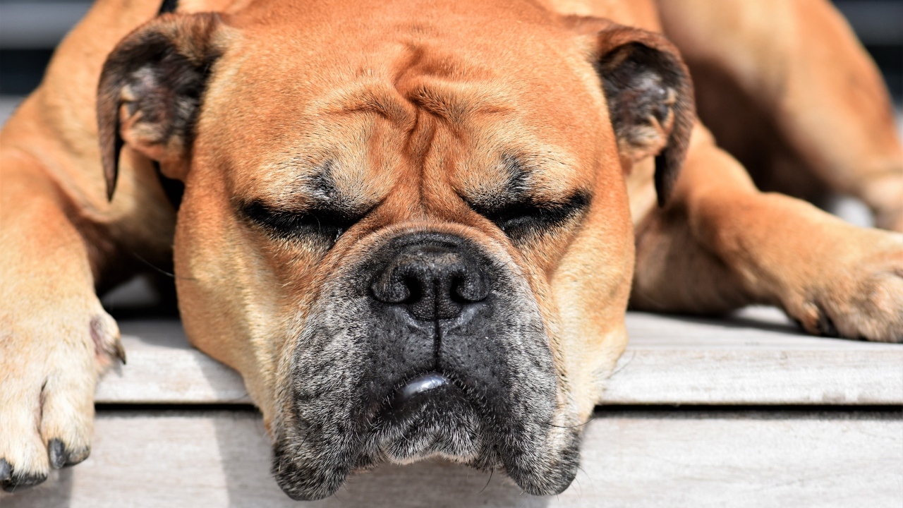 Спящий бульдог греется на солнце 