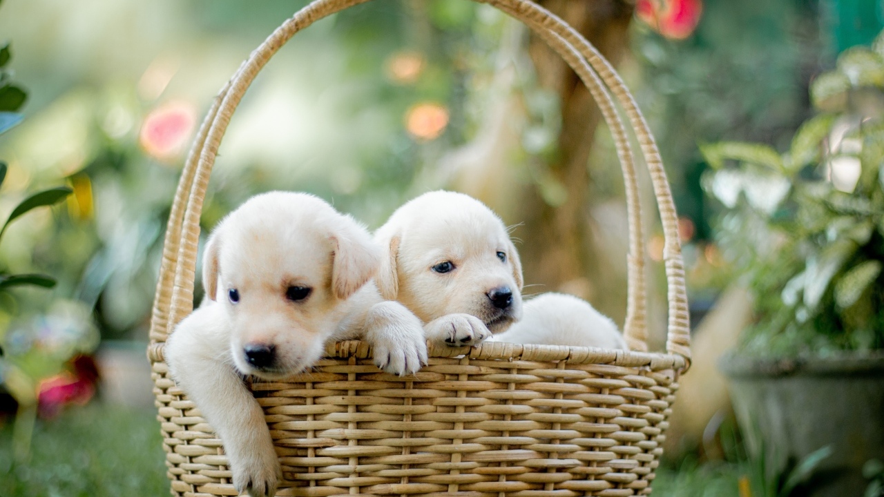 Два маленьких щенка золотистого ретривера в корзине