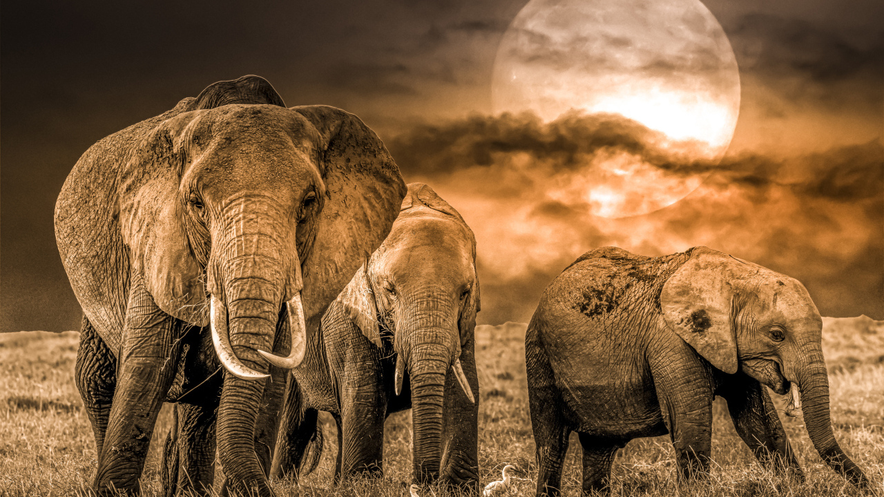 Herd of elephants against the backdrop of the moon