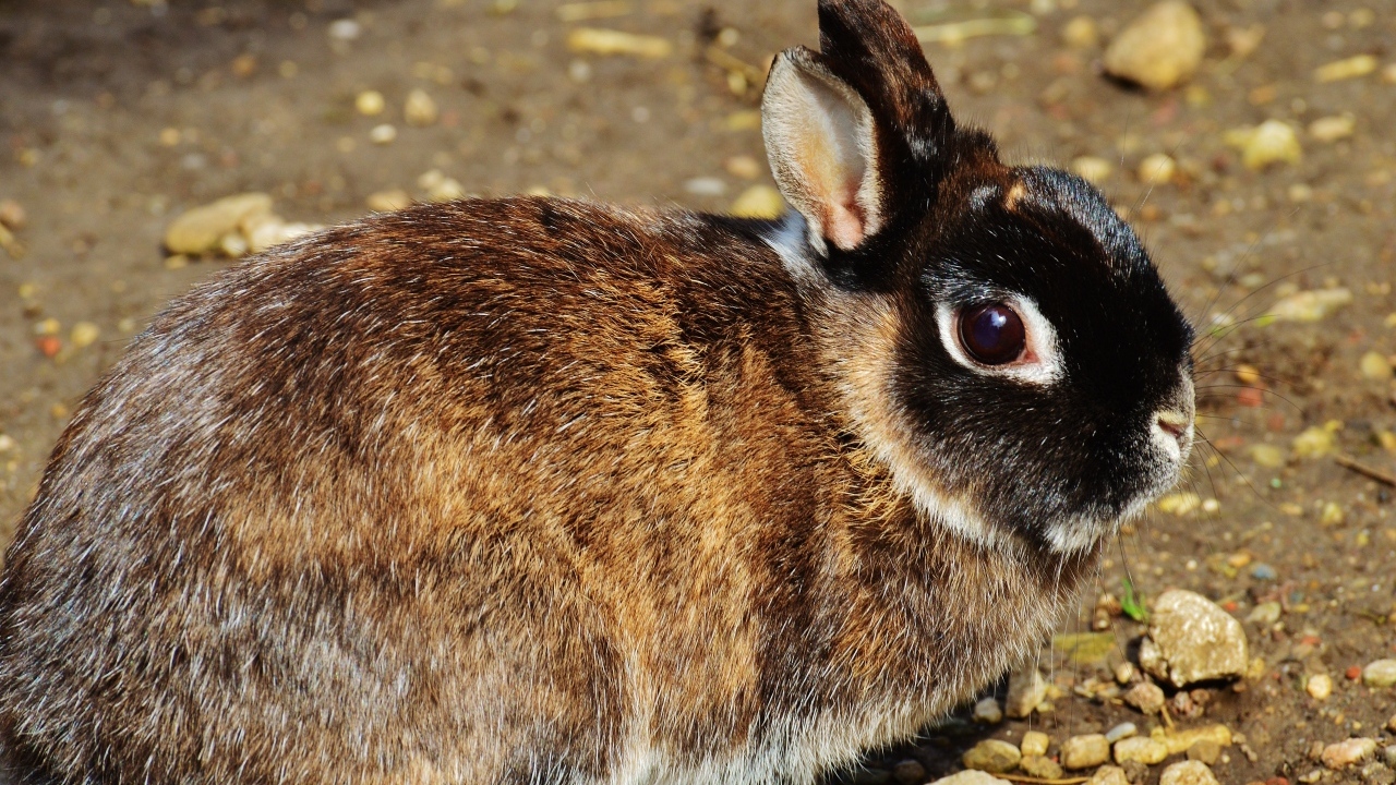 Красивый кролик крупным планом