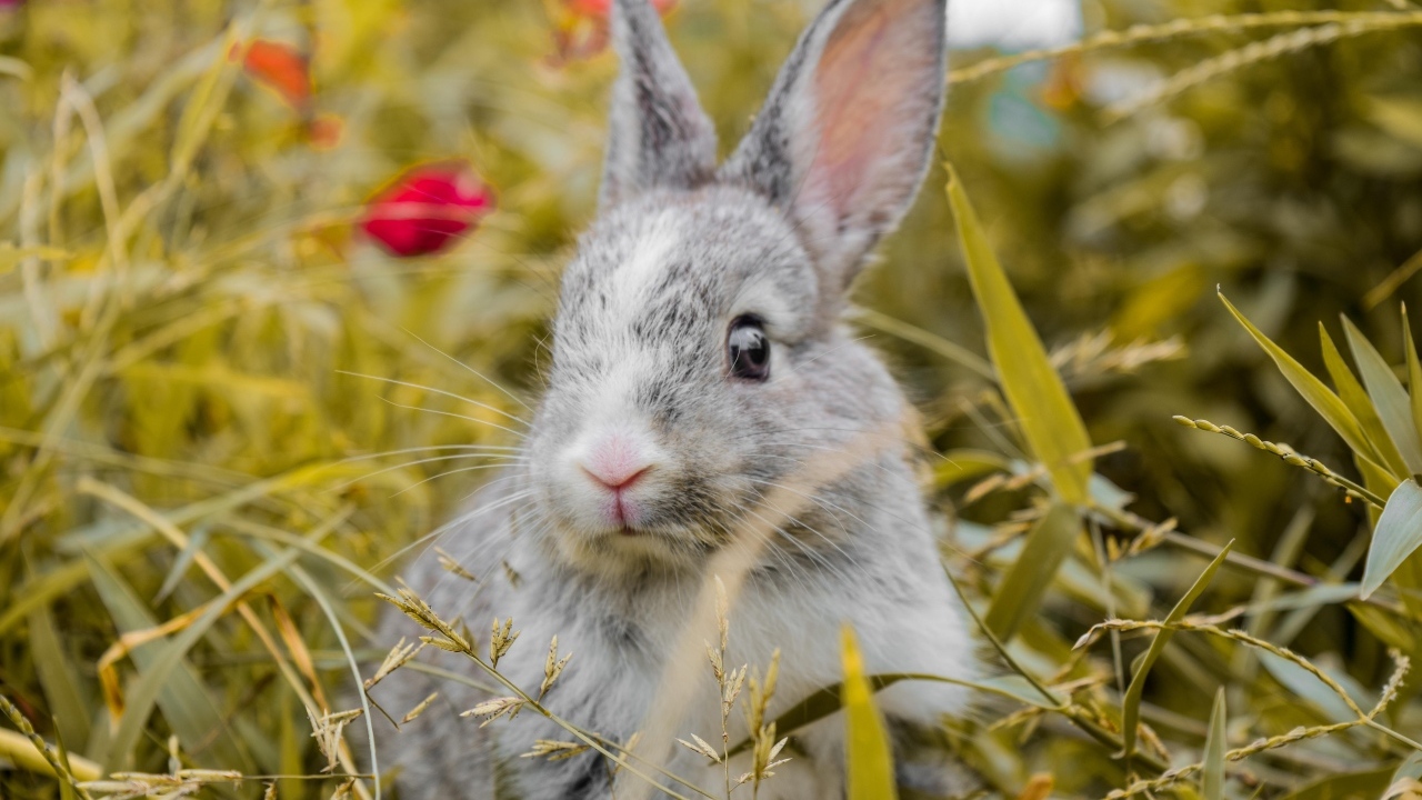 Испуганный серый кролик сидит в траве
