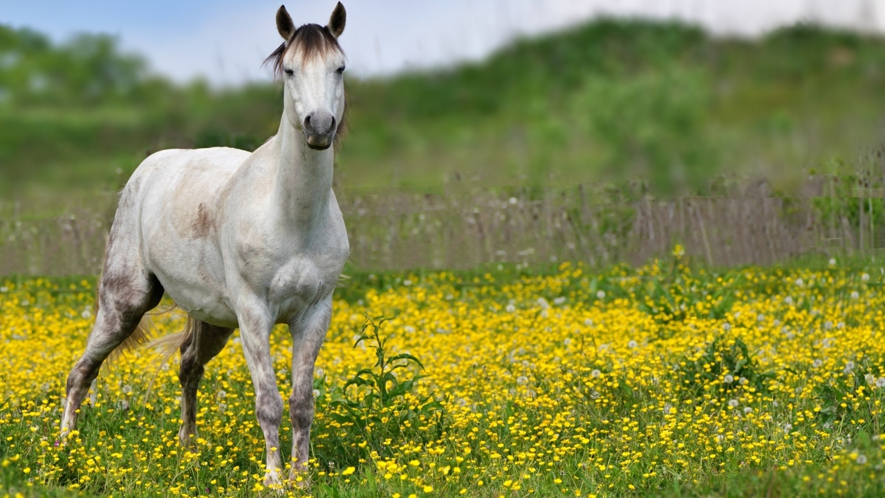 Красивая белая лошадь на поле с желтыми цветами