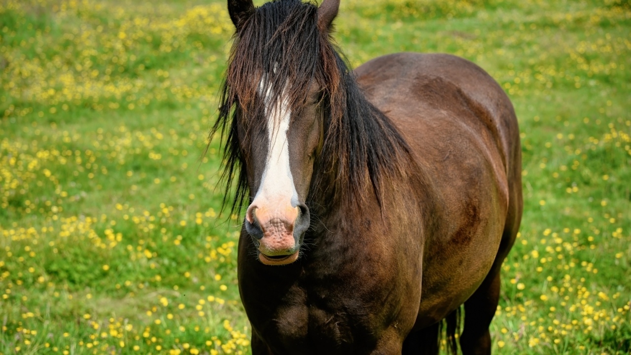 Большая коричневая лошадь на поляне