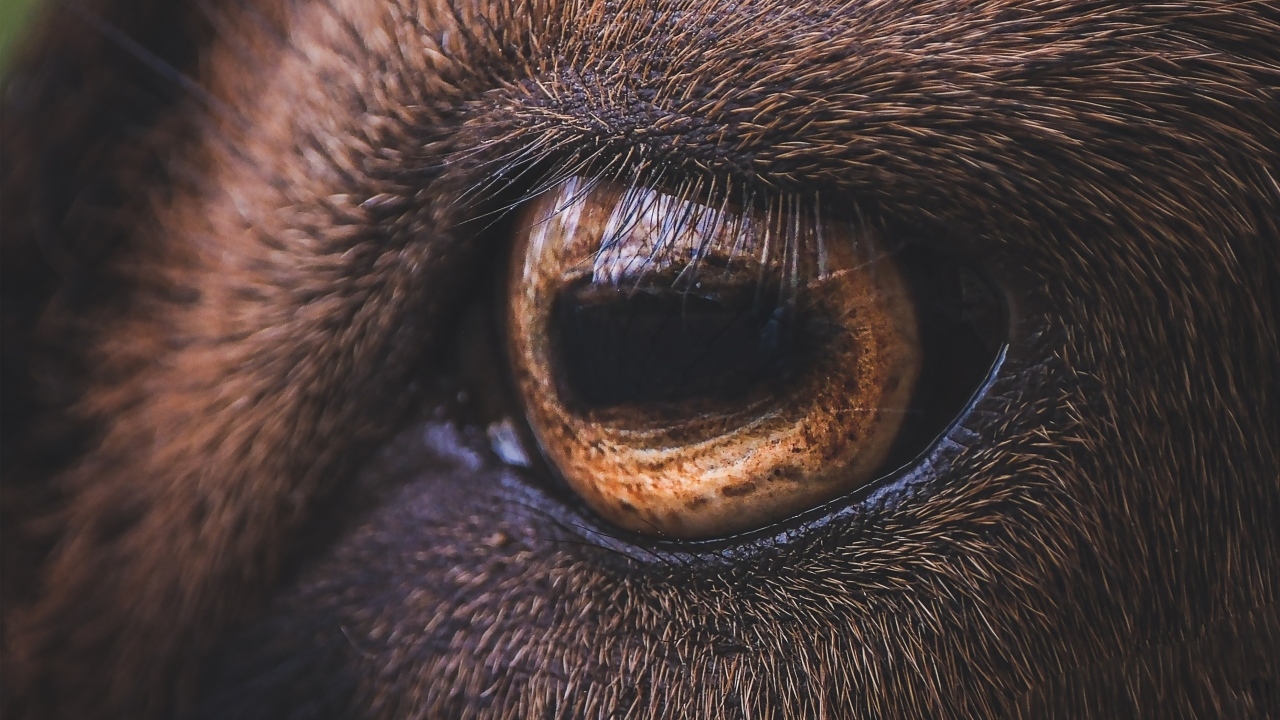 Коричневый глаз лошади крупным планом