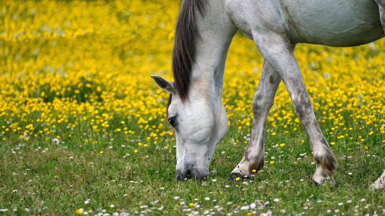 Белая лошадь пасется на лугу  с одуванчиками