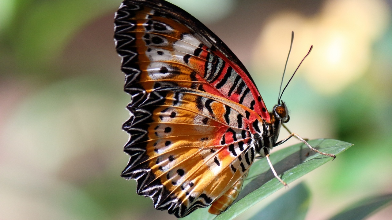 Красивая большая бабочка сидит на зеленом листке