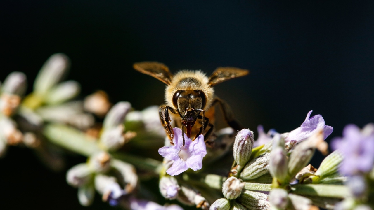 Пчела сидит на ветке лаванды на черном фоне