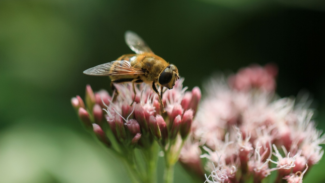 Пчела сидит на розовом цветке на зеленом фоне