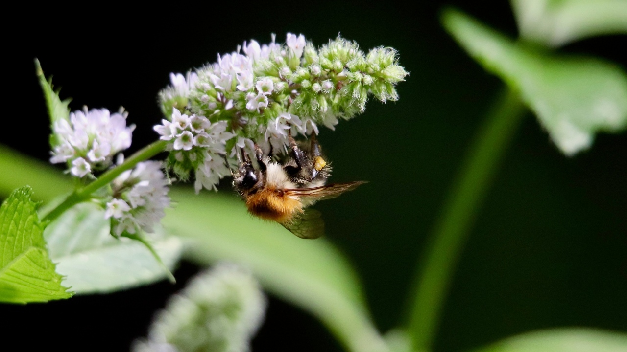 Шмель сидит на цветке мяты