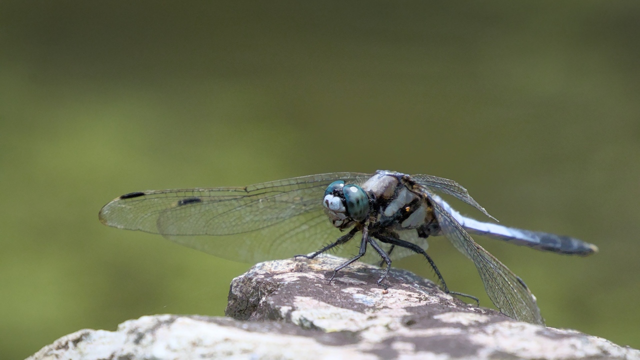 Стрекоза с голубыми крыльями сидит на камне