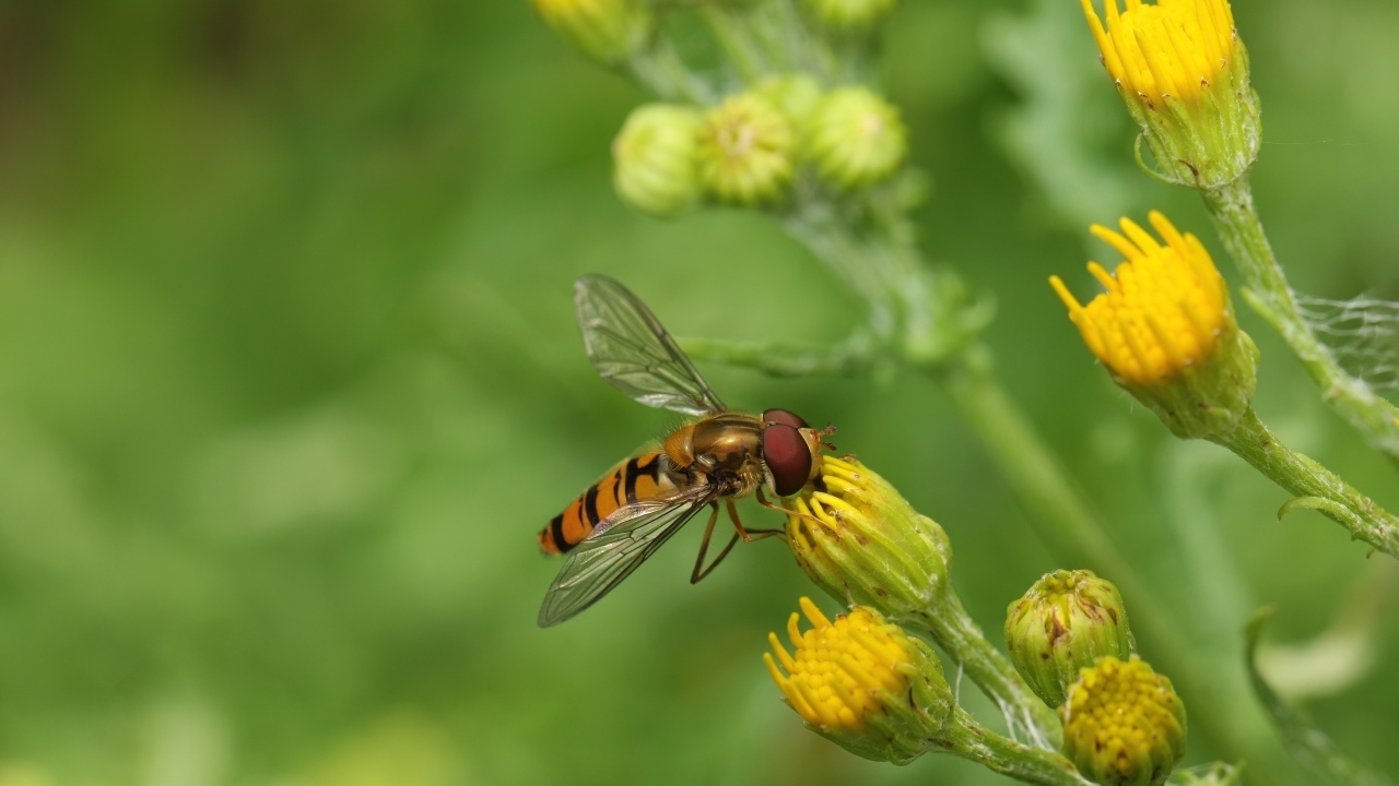 Муха сидит на желтом цветке