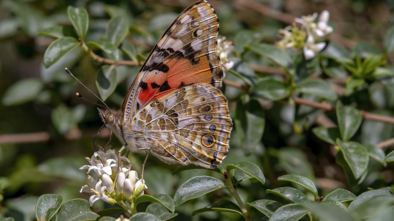 Большая красивая бабочка сидит на белом цветке