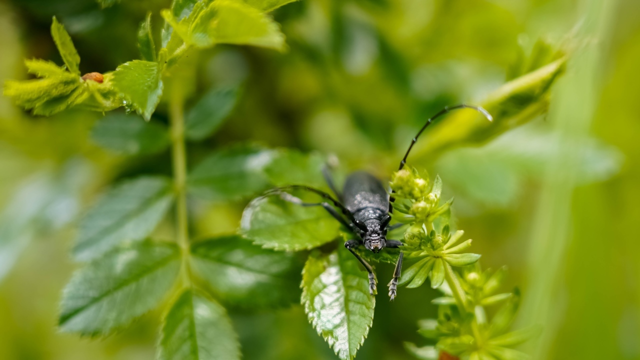Большой черный жук сидит на ветке розы