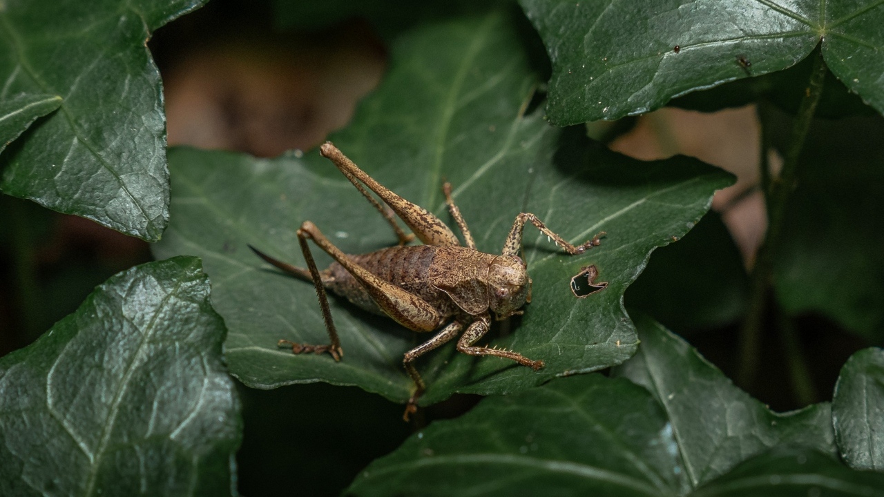Большой кузнечик сидит на зеленом листке