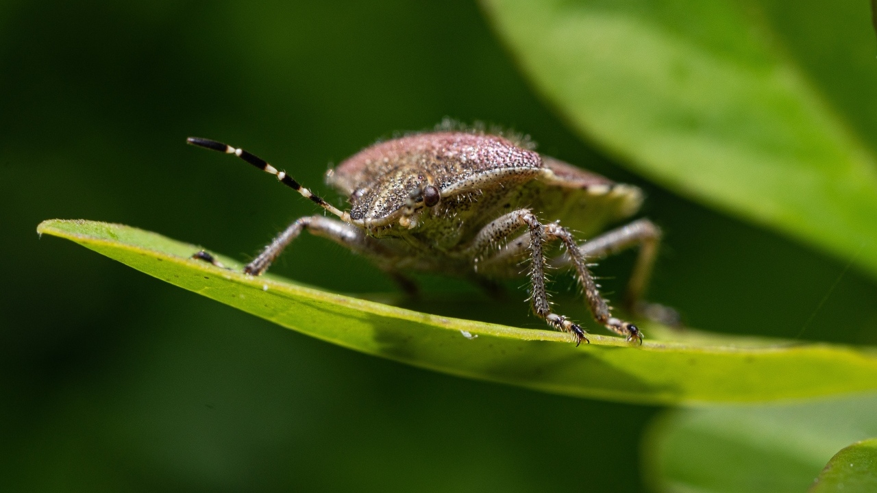 Большой серый жук сидит на зеленом листе