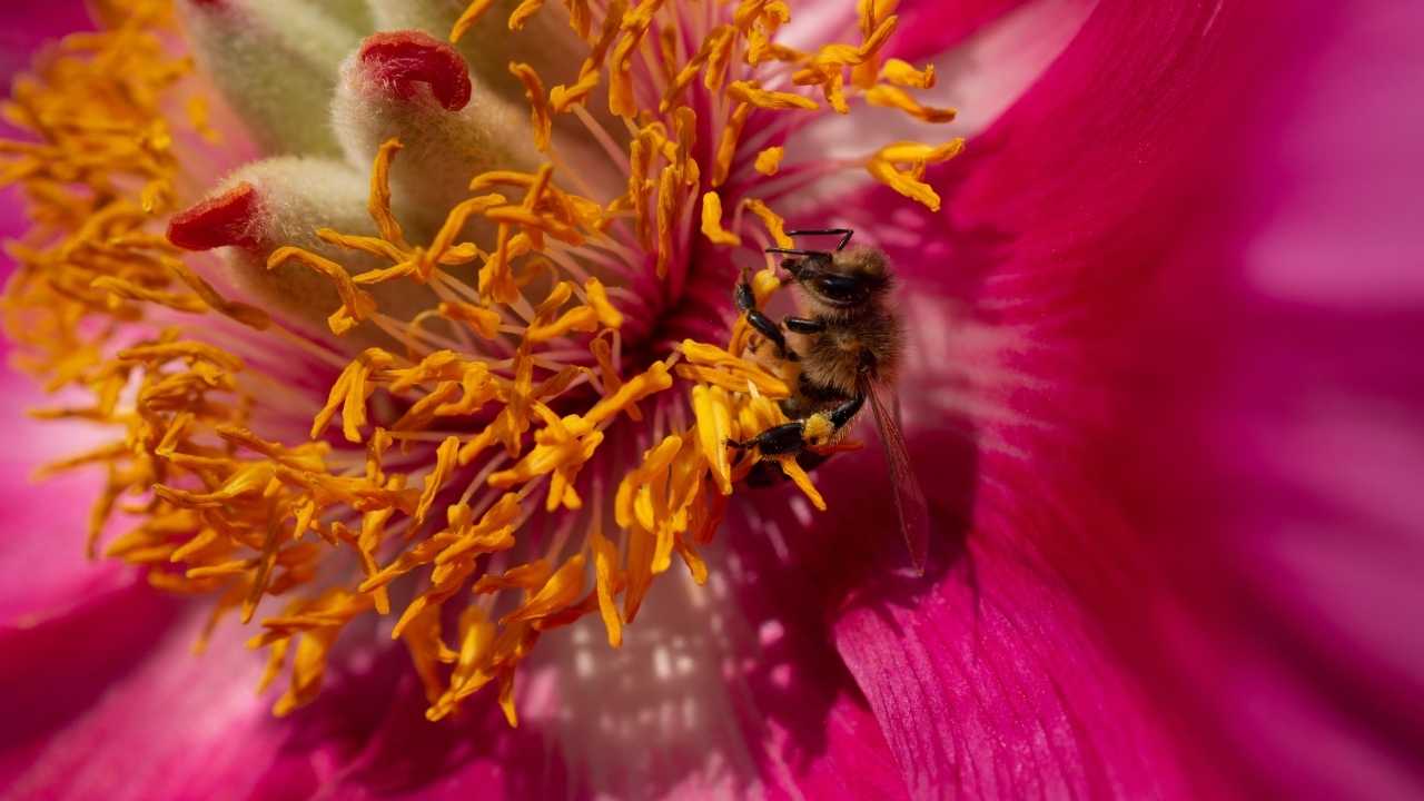 Маленькая пчела в сидит в середине розового цветка
