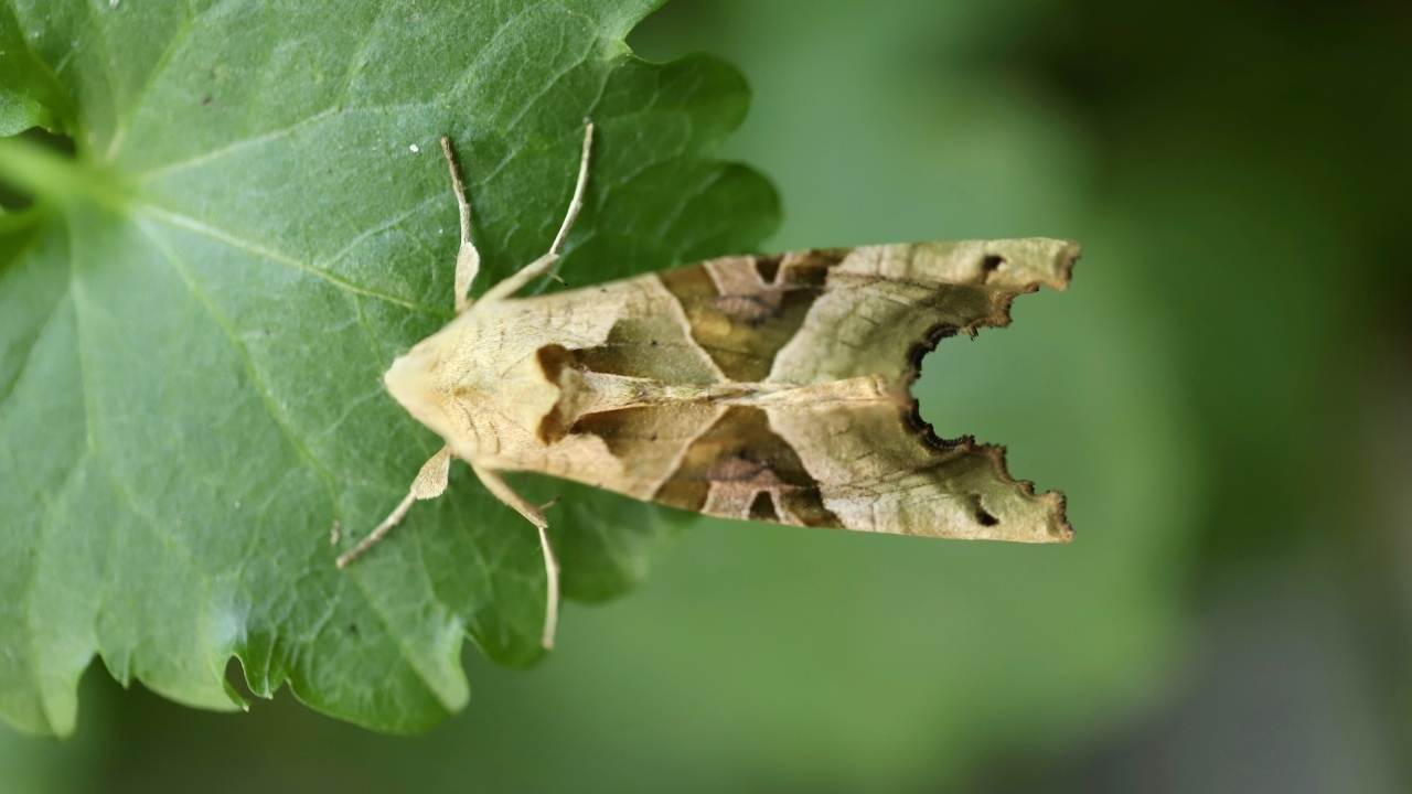 Бабочка агатовая сова на зеленом листе
