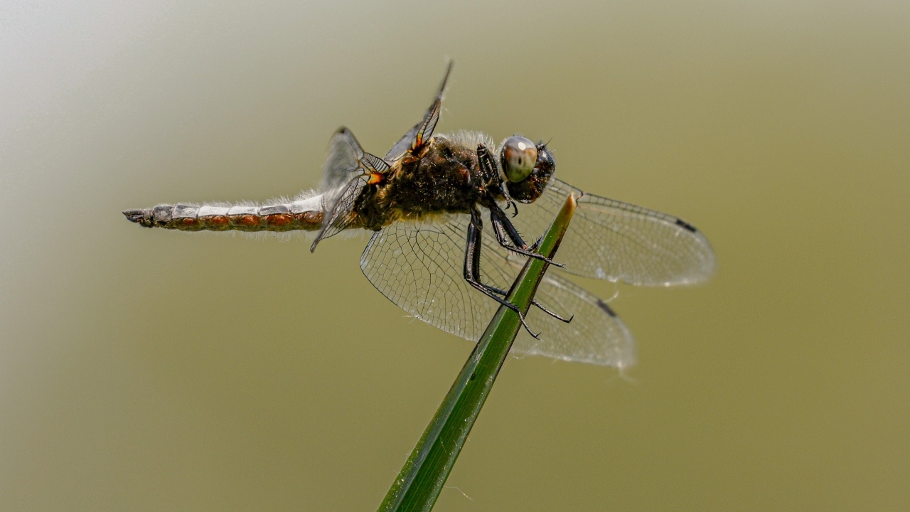 Красивая большая стрекоза сидит на зеленой траве