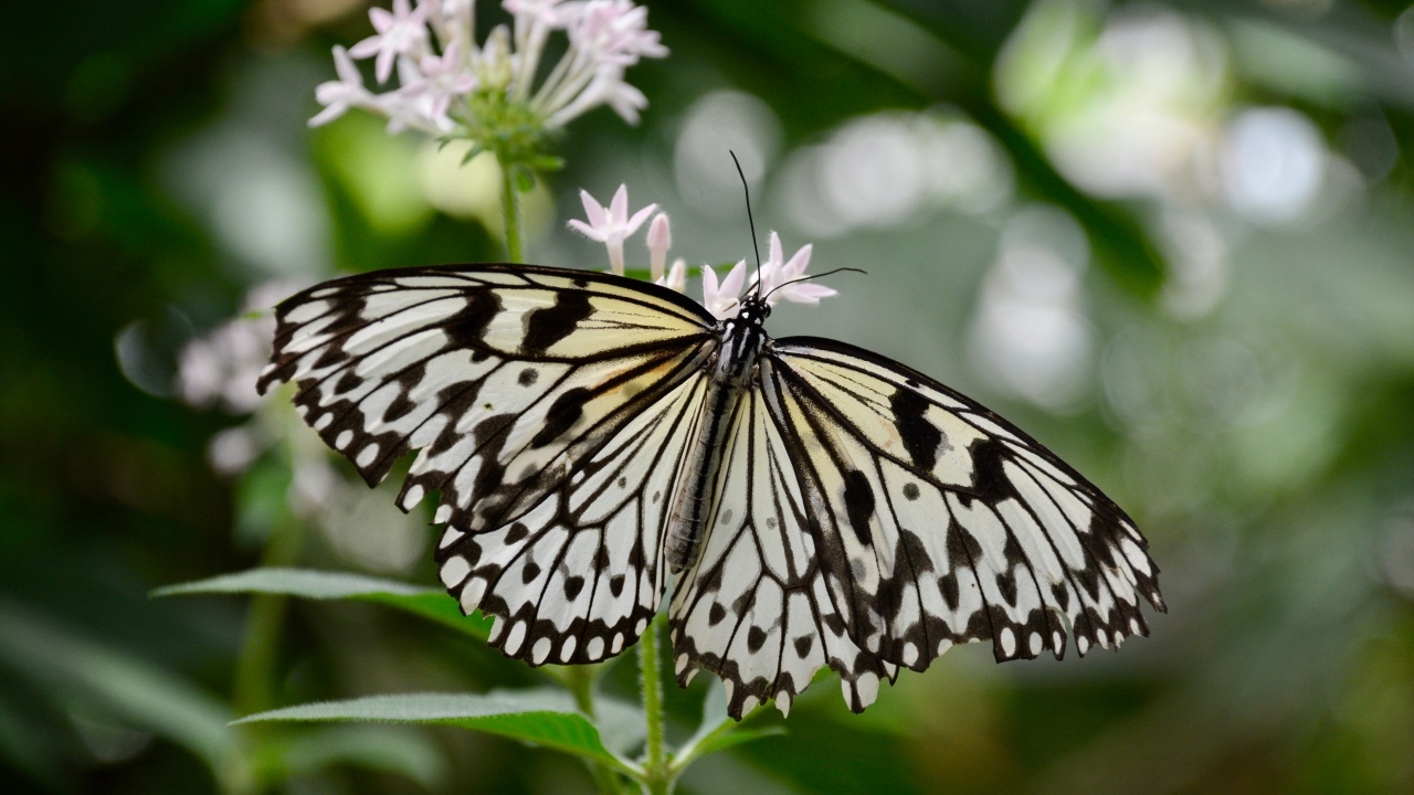 Красивая бабочка расправила крылья на цветке
