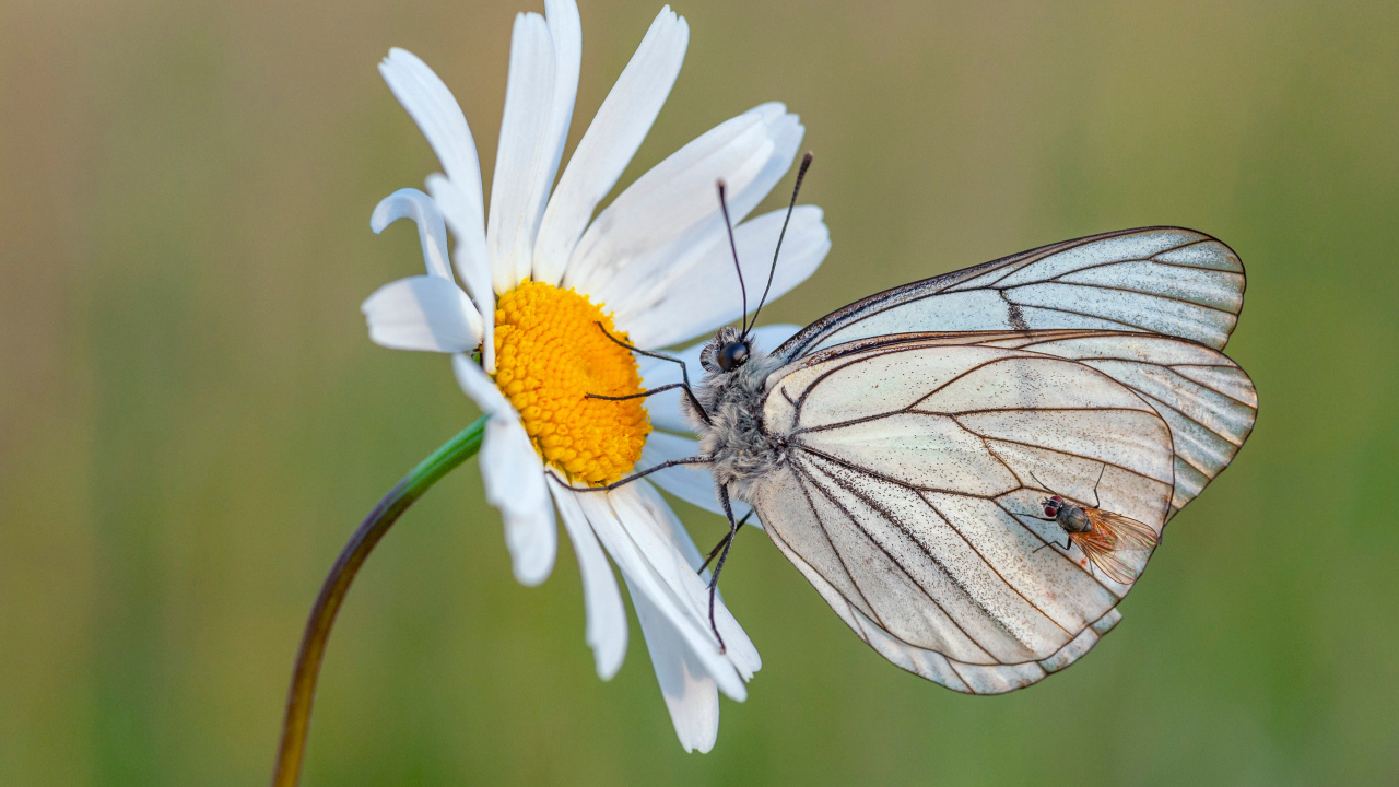Красивая белая бабочка на цветке ромашки