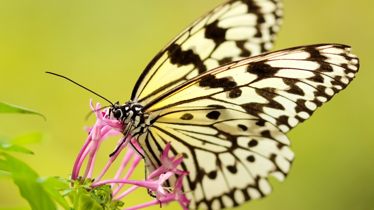 Красивая желтая бабочка на розовом цветке
