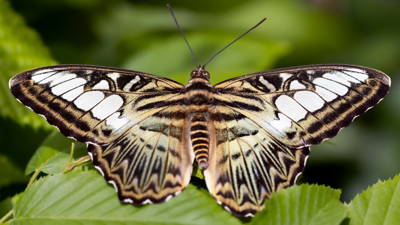 Большая красивая черно-белая  бабочка 