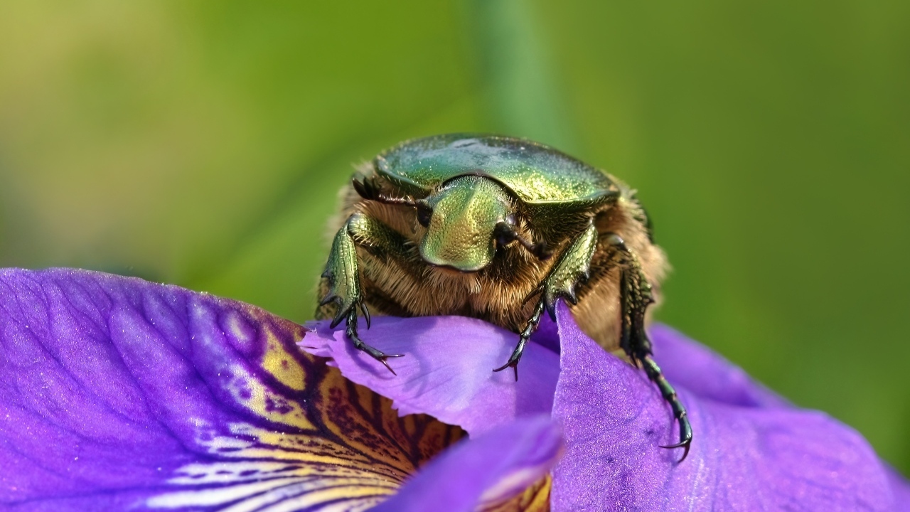 Большой зеленый жук на цветке