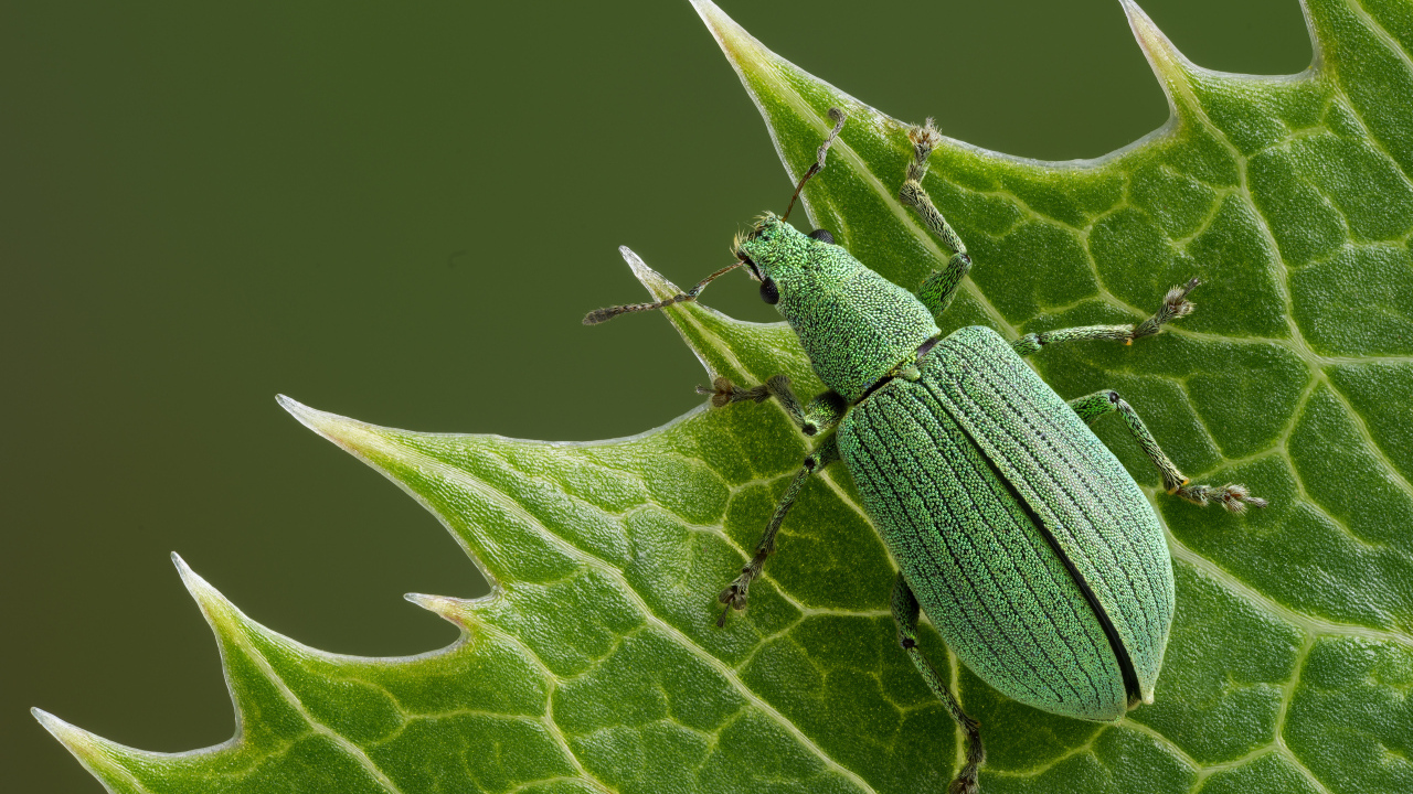 Большой зеленый жук сидит на листе