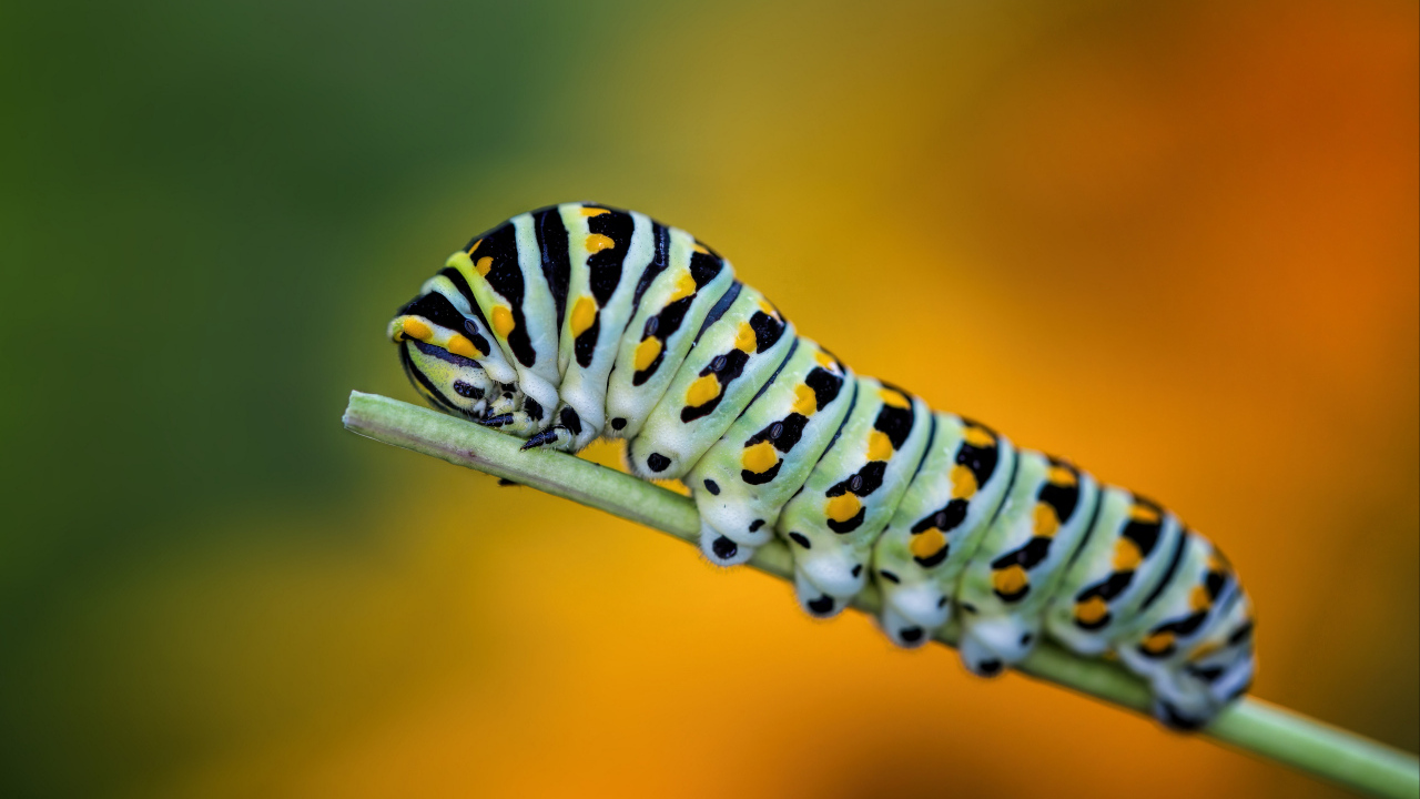 Большая зеленая гусеница на зеленой траве