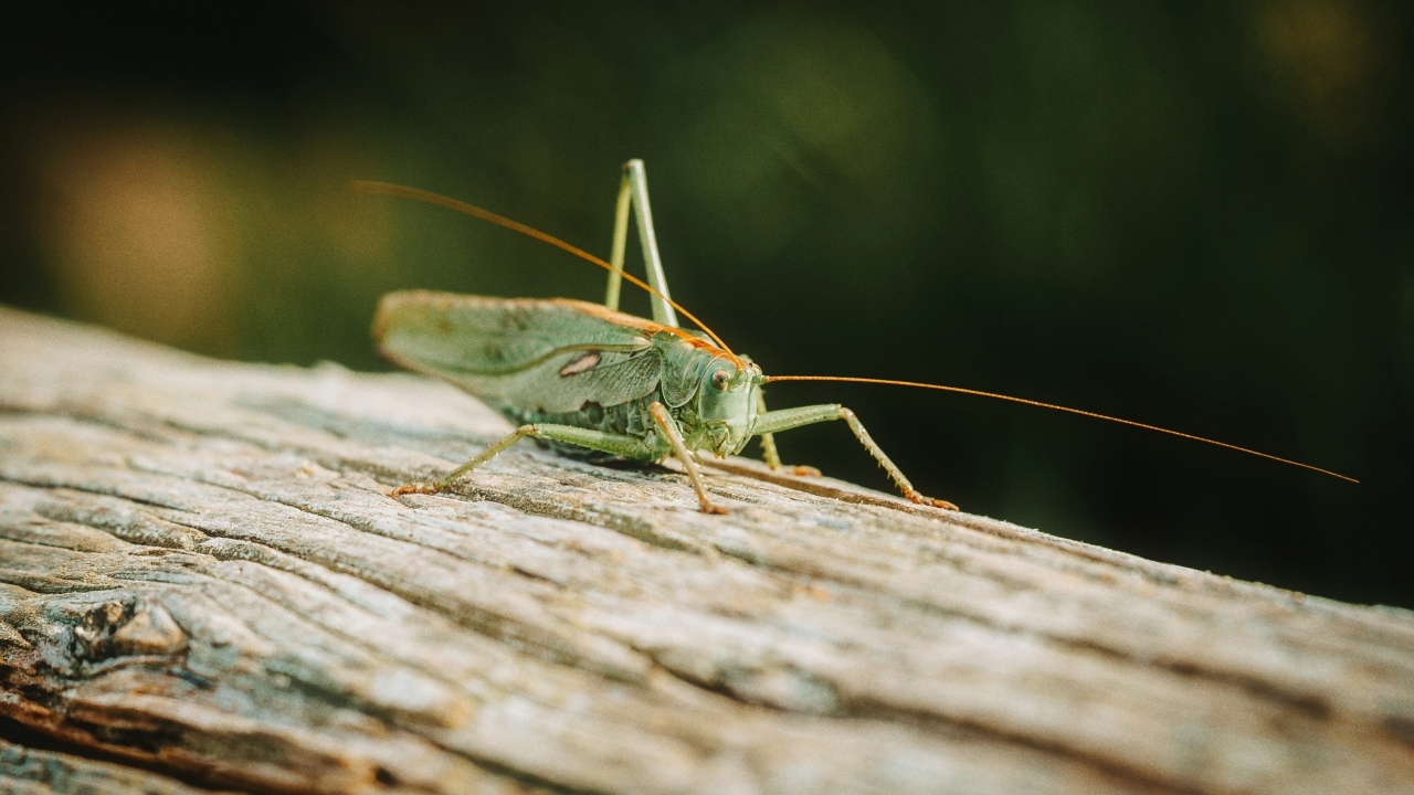 Большой зеленый кузнечик сидит на дереве