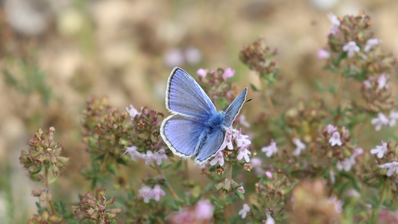 Голубая бабочка сидит на полевом цветке