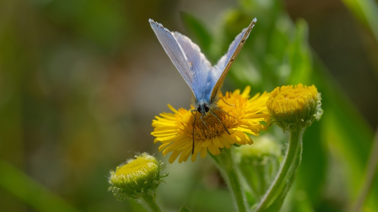 Голубая бабочка сидит на желтом цветке 