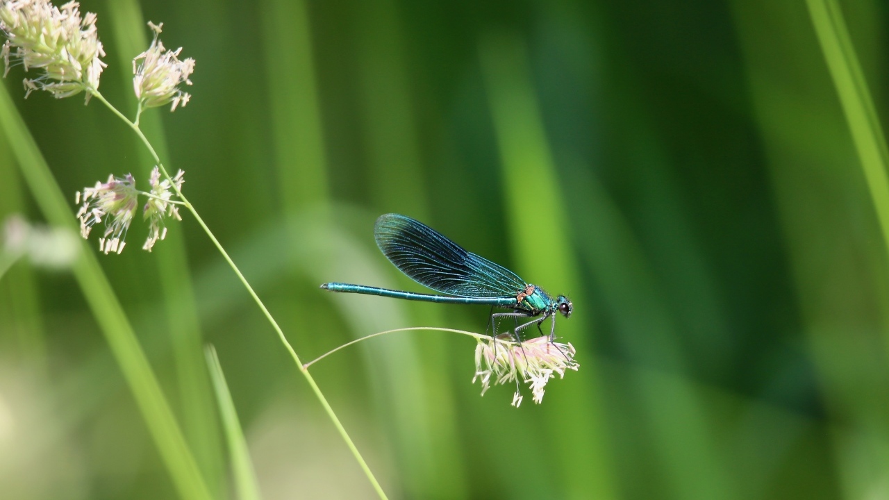 Голубая стрекоза сидит на колоске