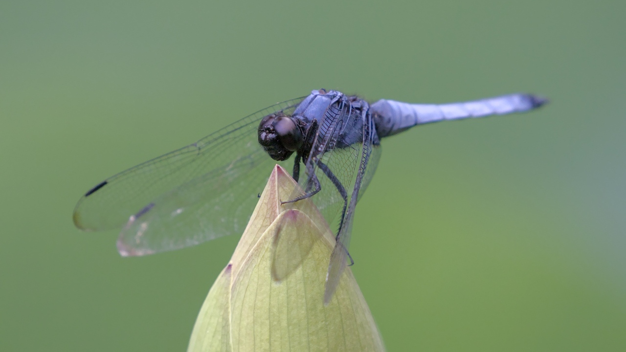 Синяя стрекоза сидит на цветке
