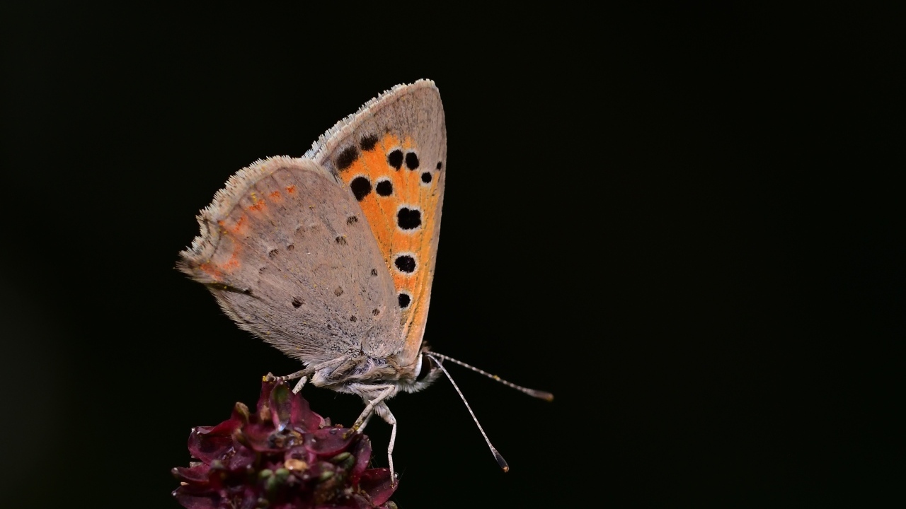 Коричневая бабочка на цветке на черном фоне