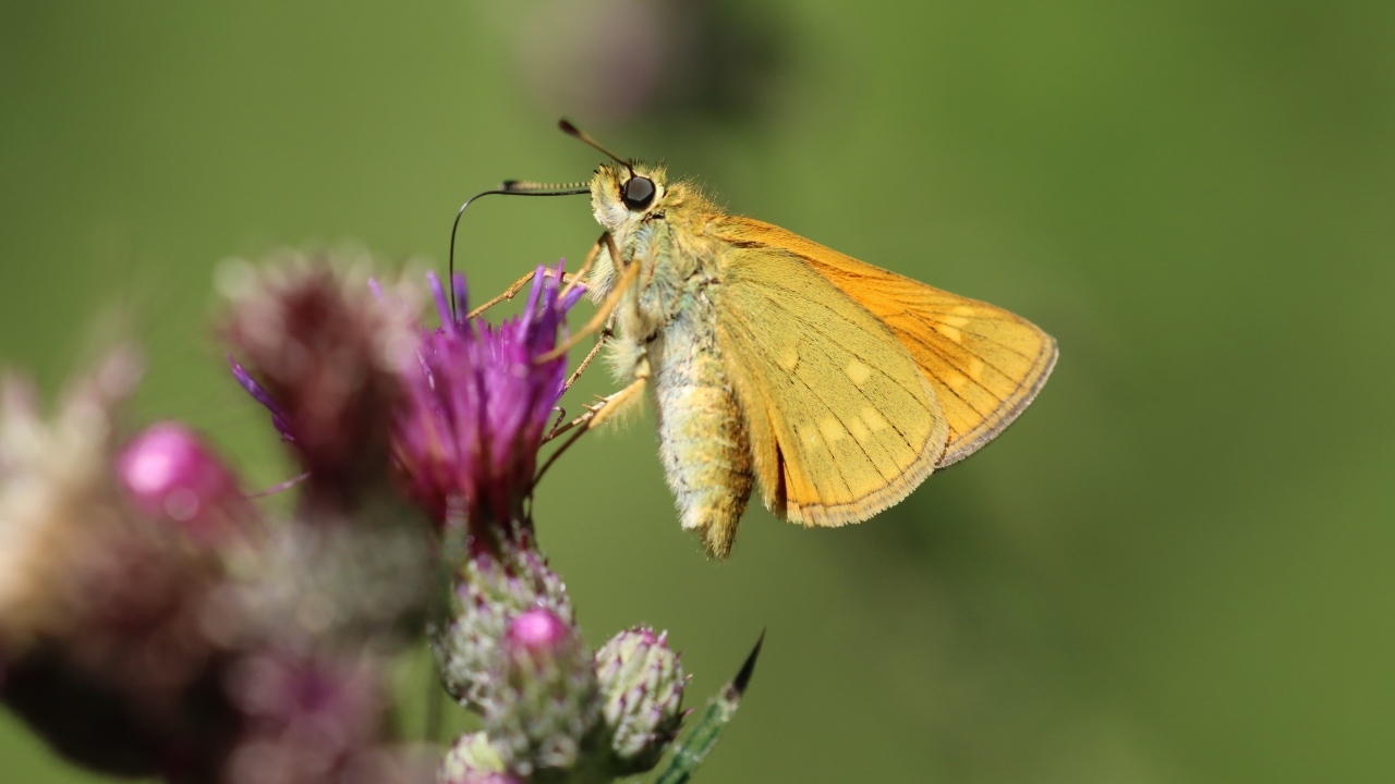 Коричневая бабочка сидит на цветке расторопши