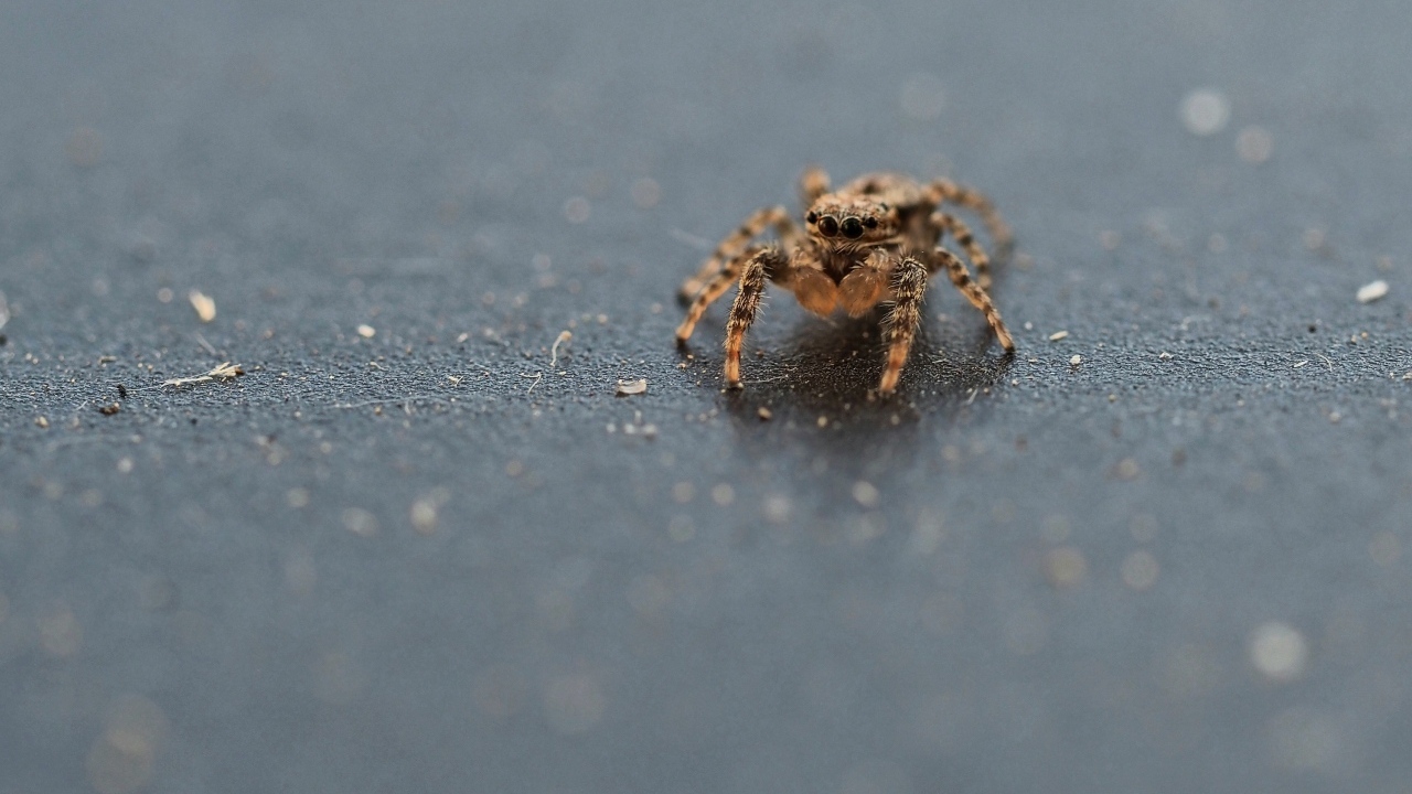 Коричневый паук на сером асфальте