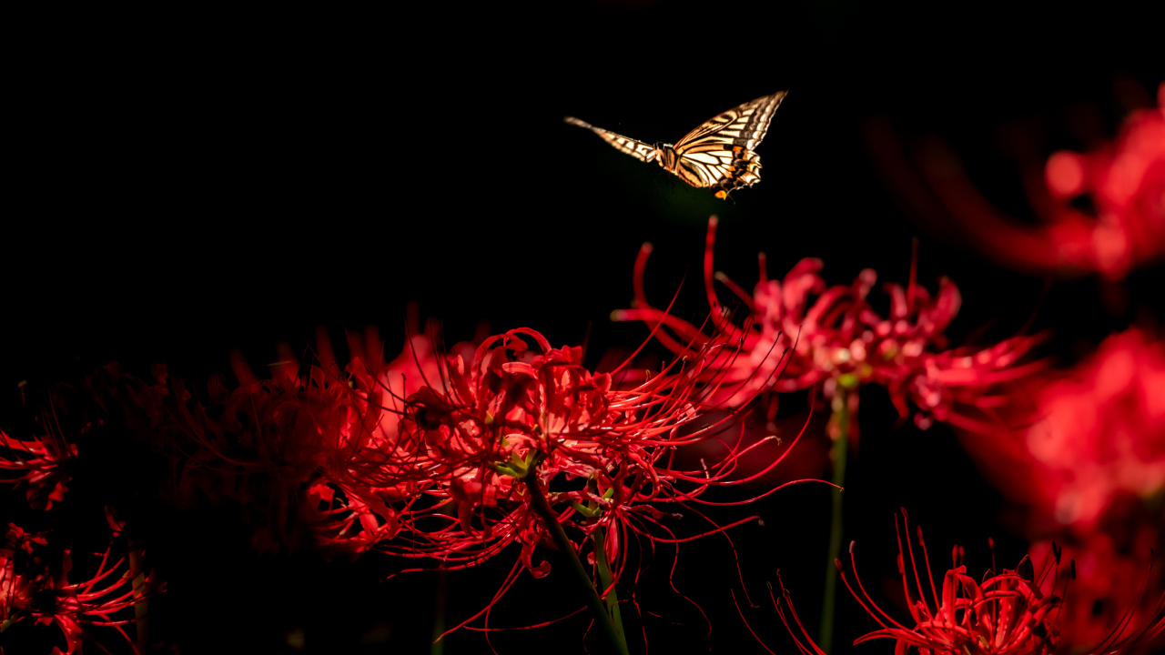 Бабочка летает над красными цветами