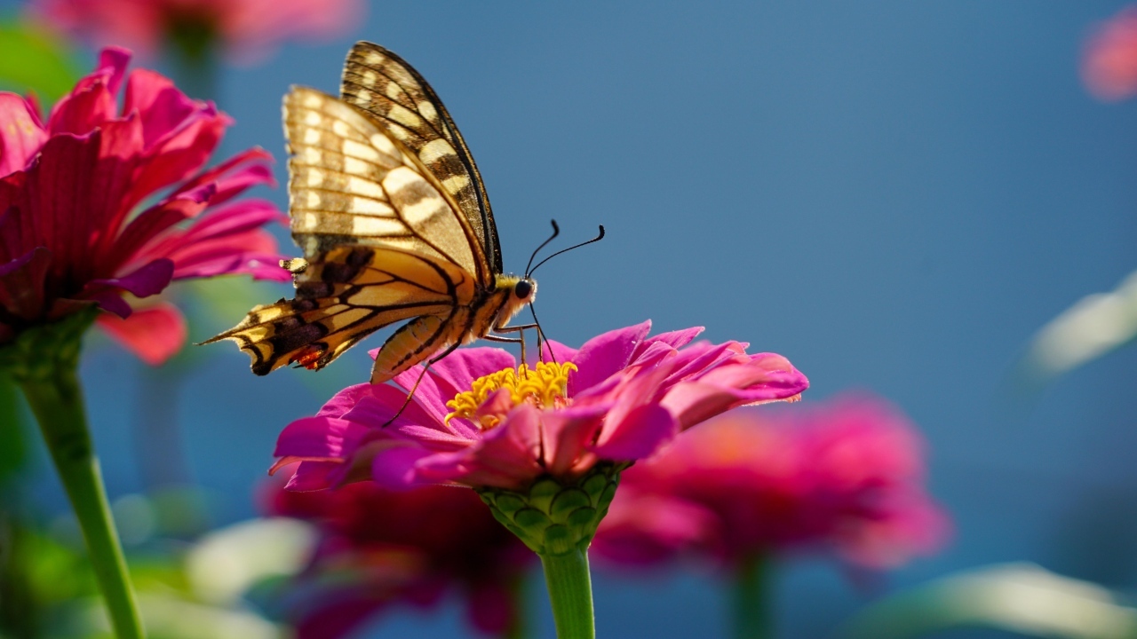 Бабочка махаон на розовом цветке циннии 