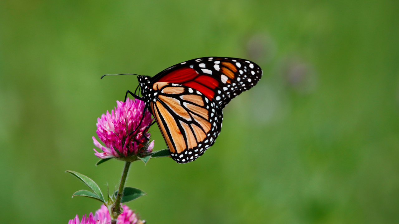 Бабочка сидит на цветке клевера