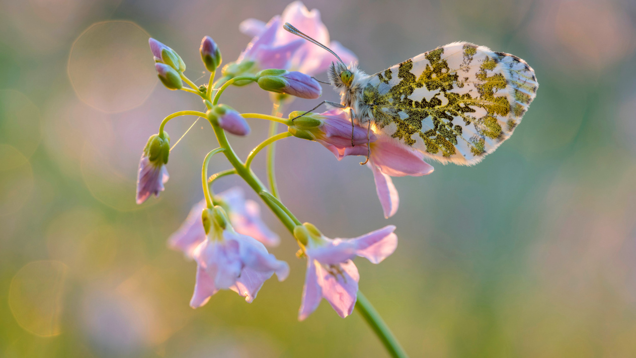Бабочка сидит на розовом нежном цветке