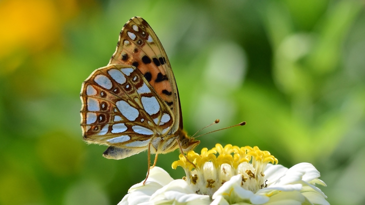Бабочка сидит на белом цветке циннии