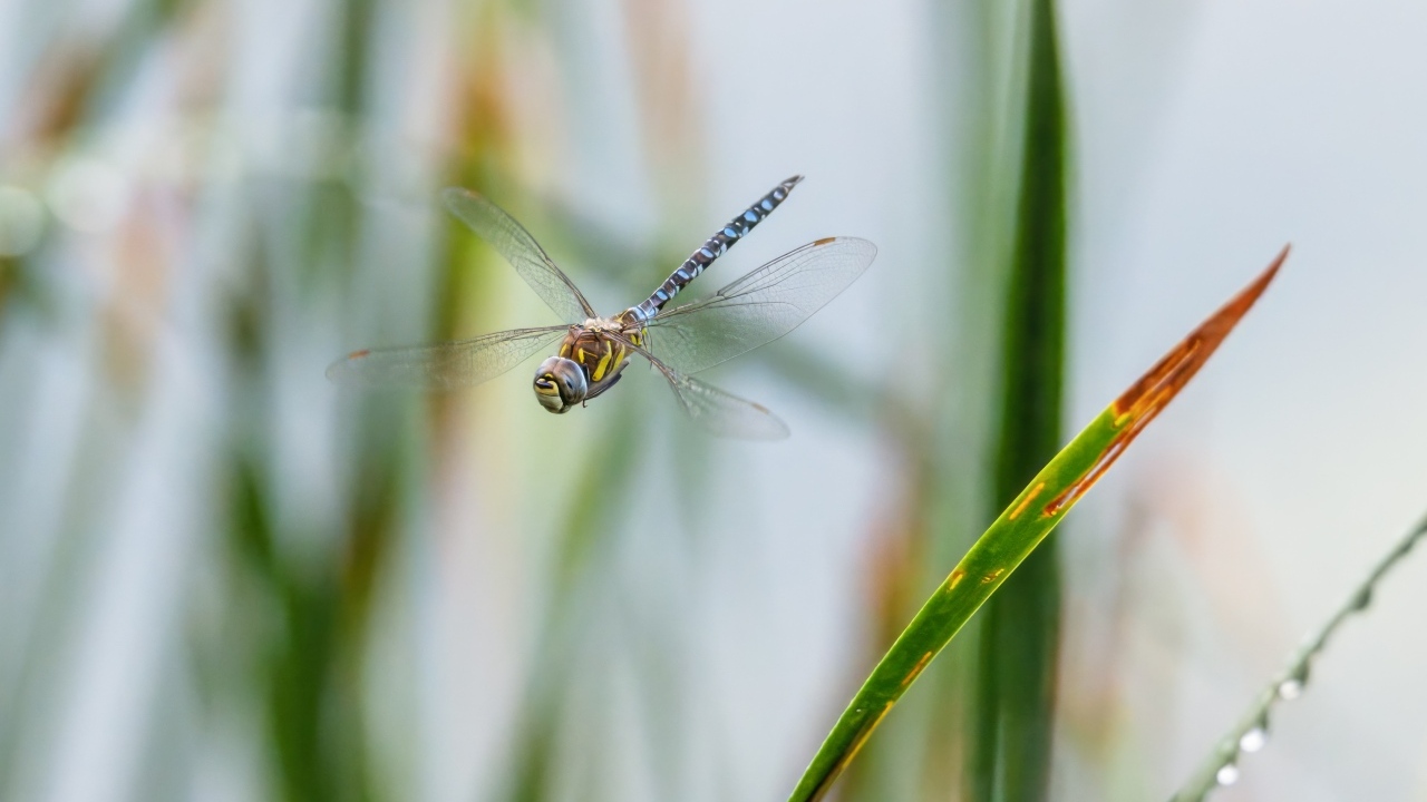 Стрекоза кружит над травой