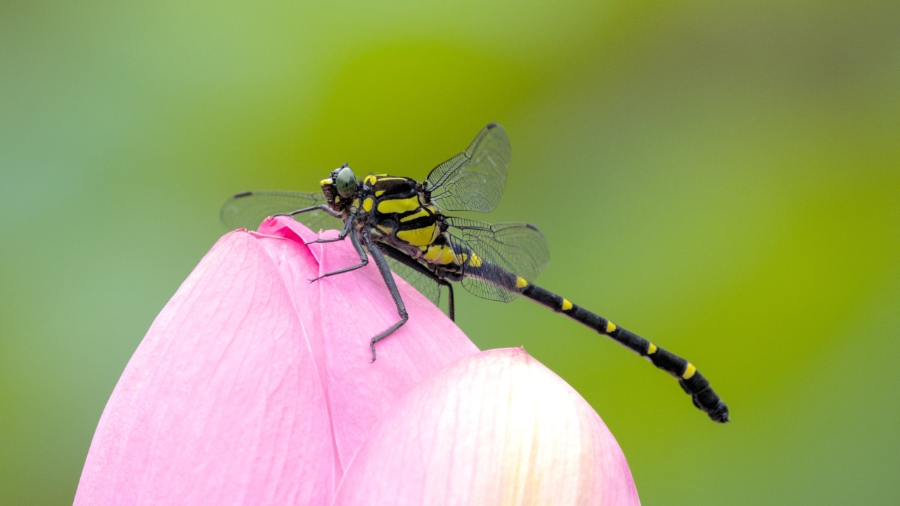 Стрекоза на розовом цветке лотоса