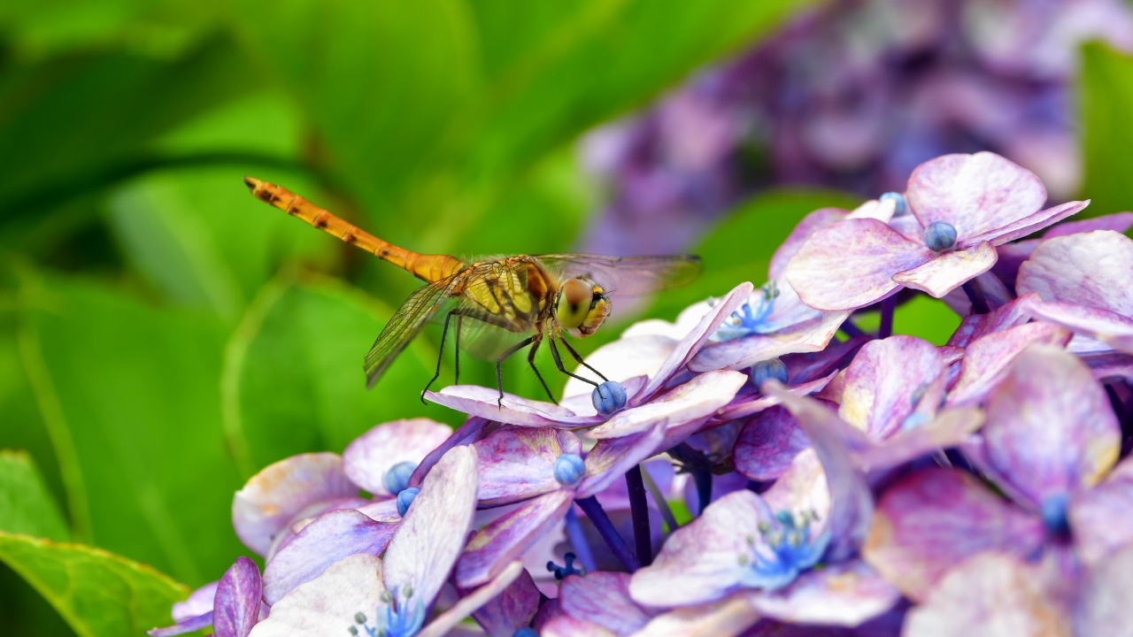 Стрекоза сидит на цветке гортензии