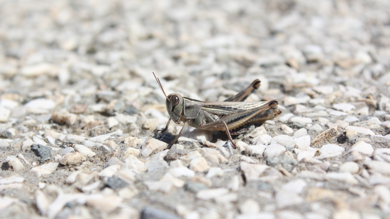Кузнечик на дороге