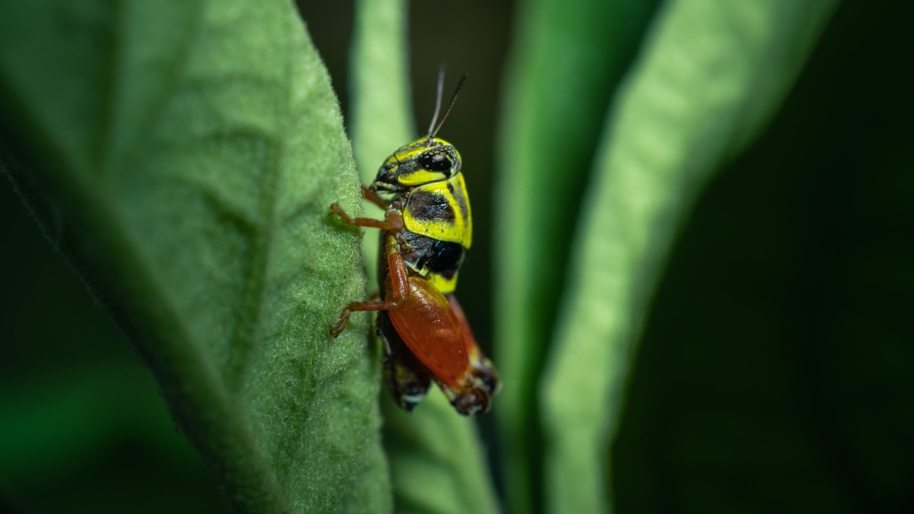 Кузнечик сидит на зеленом листе