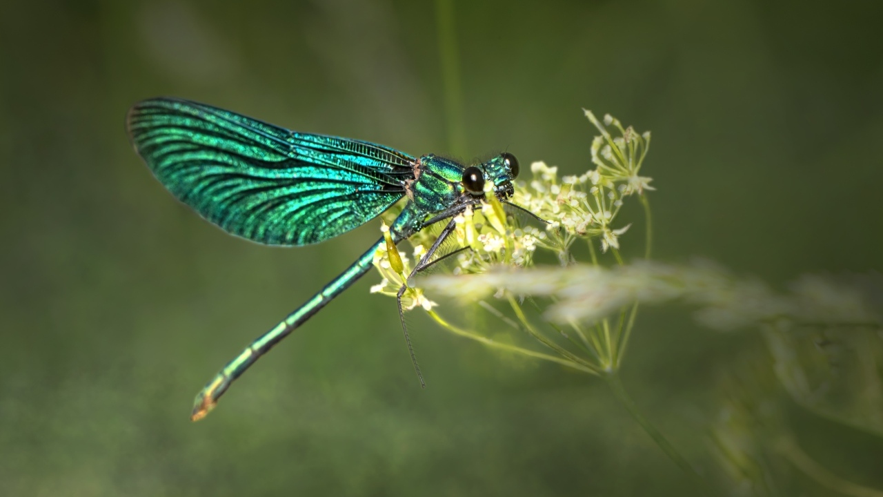 Зеленая стрекоза сидит на цветке
