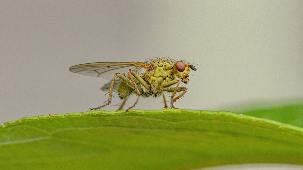 Зеленая муха сидит на листке